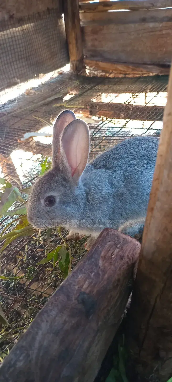 Best Quality Rabbits in Munyonyo at Affordable Prices