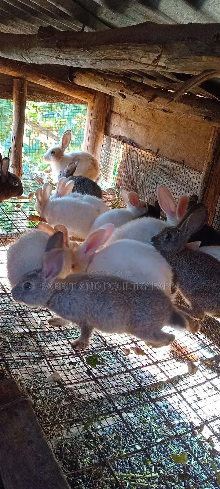 Best Quality Rabbits in Munyonyo at Affordable Prices
