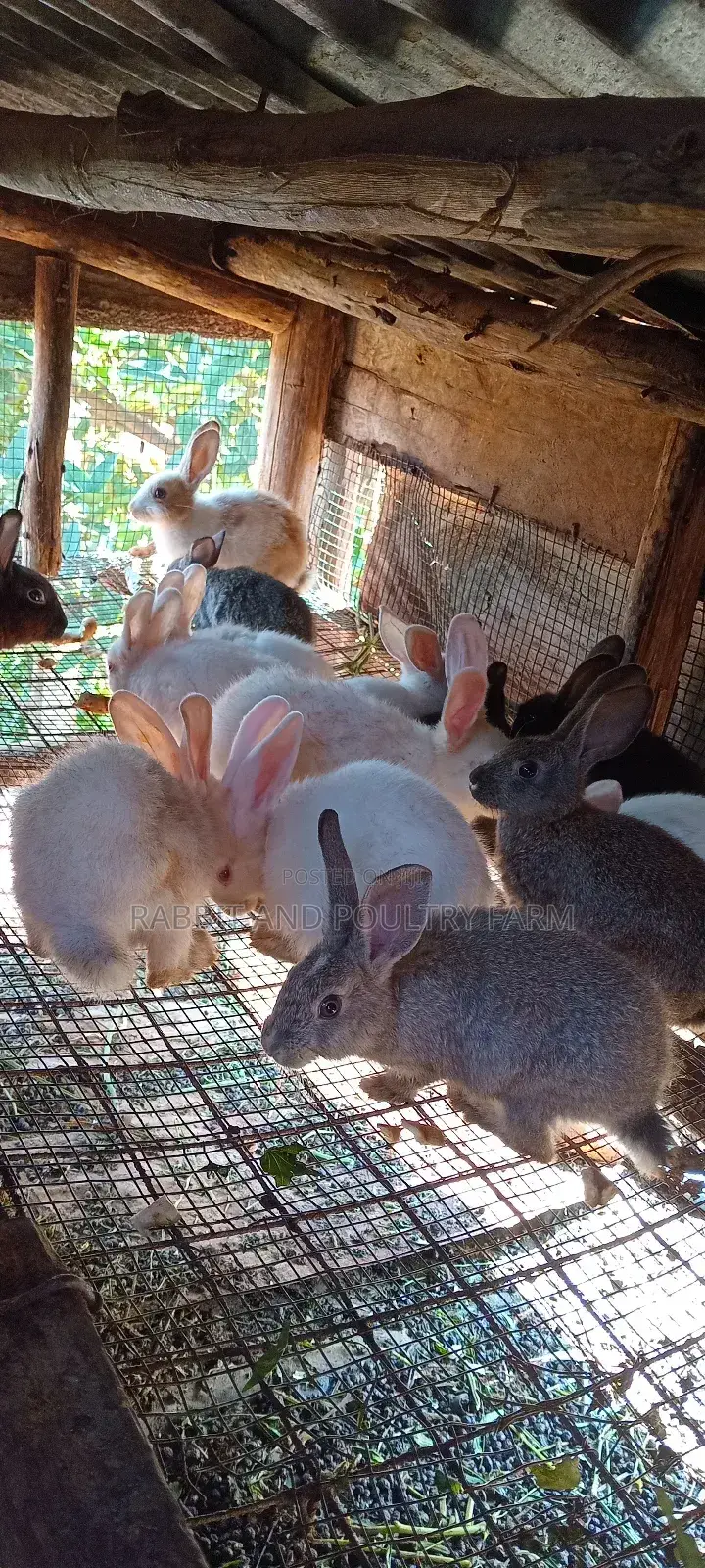 Best Quality Rabbits in Munyonyo at Affordable Prices