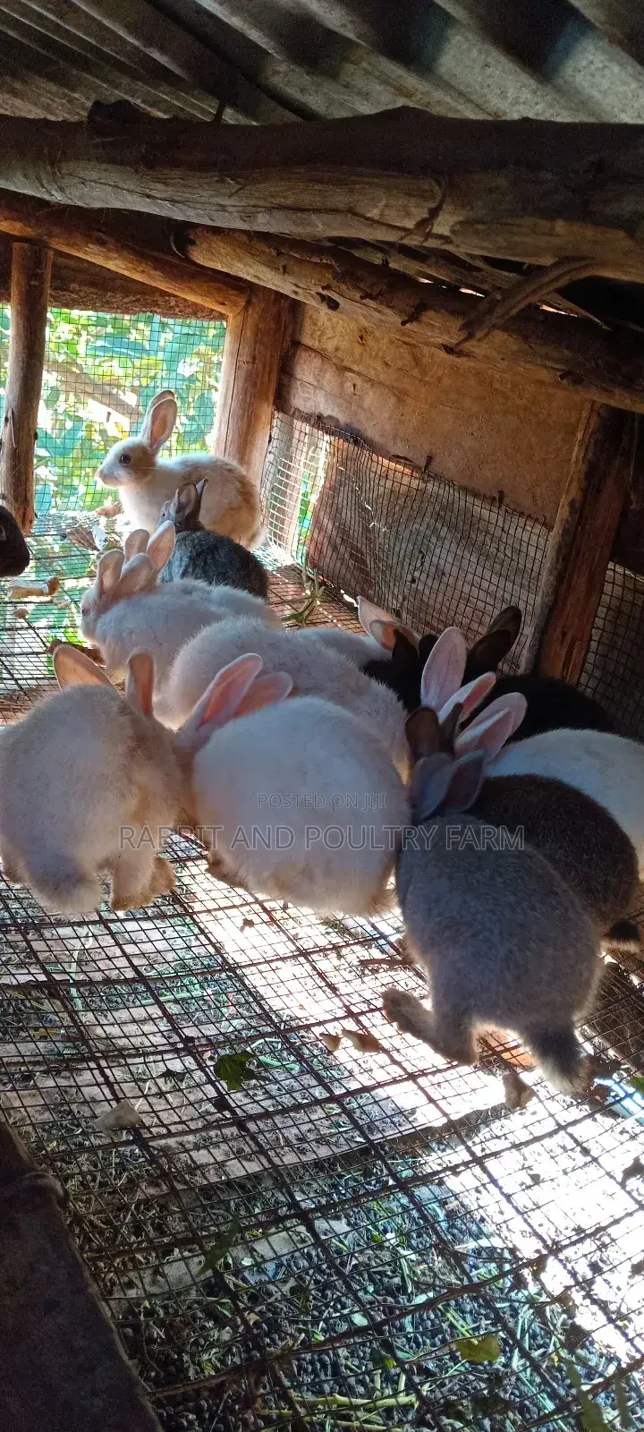 Best Quality Rabbits in Munyonyo at Affordable Prices
