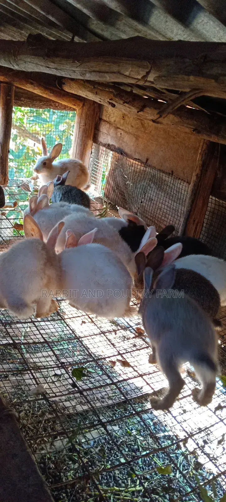Best Quality Rabbits in Munyonyo at Affordable Prices