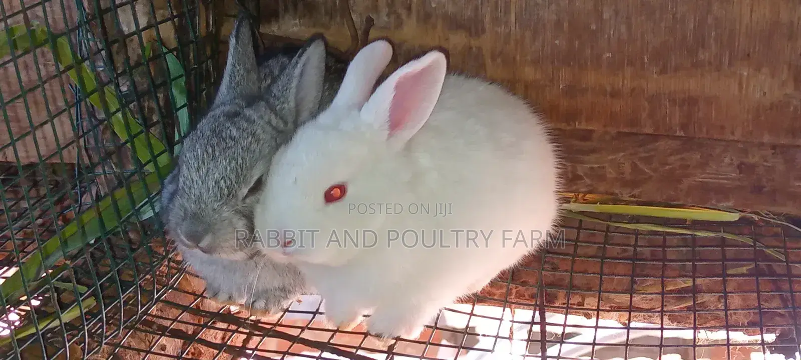 Best Quality Rabbits in Munyonyo at Affordable Prices