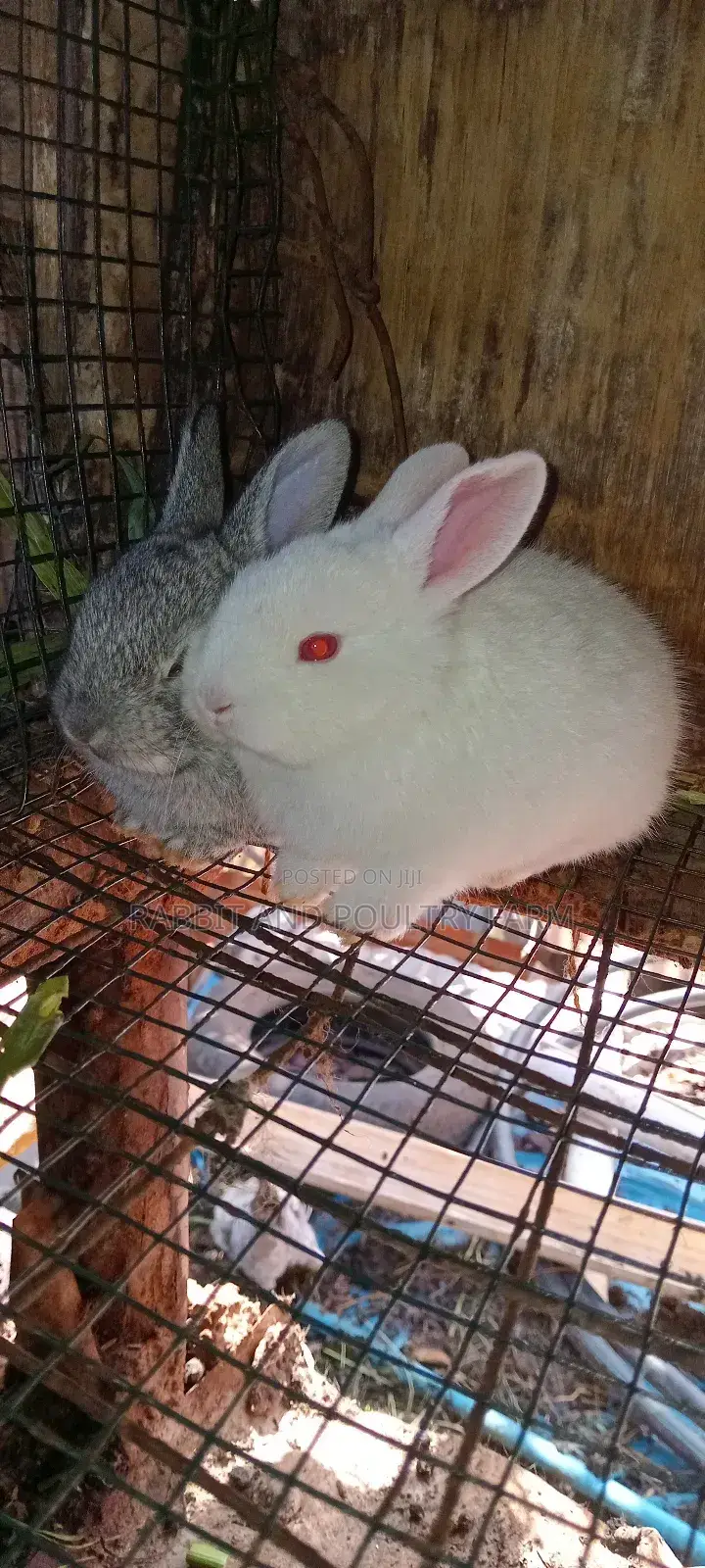 Best Quality Rabbits in Munyonyo at Affordable Prices
