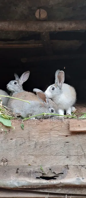 Photo - Best Quality Rabbits in Munyonyo at Affordable Prices