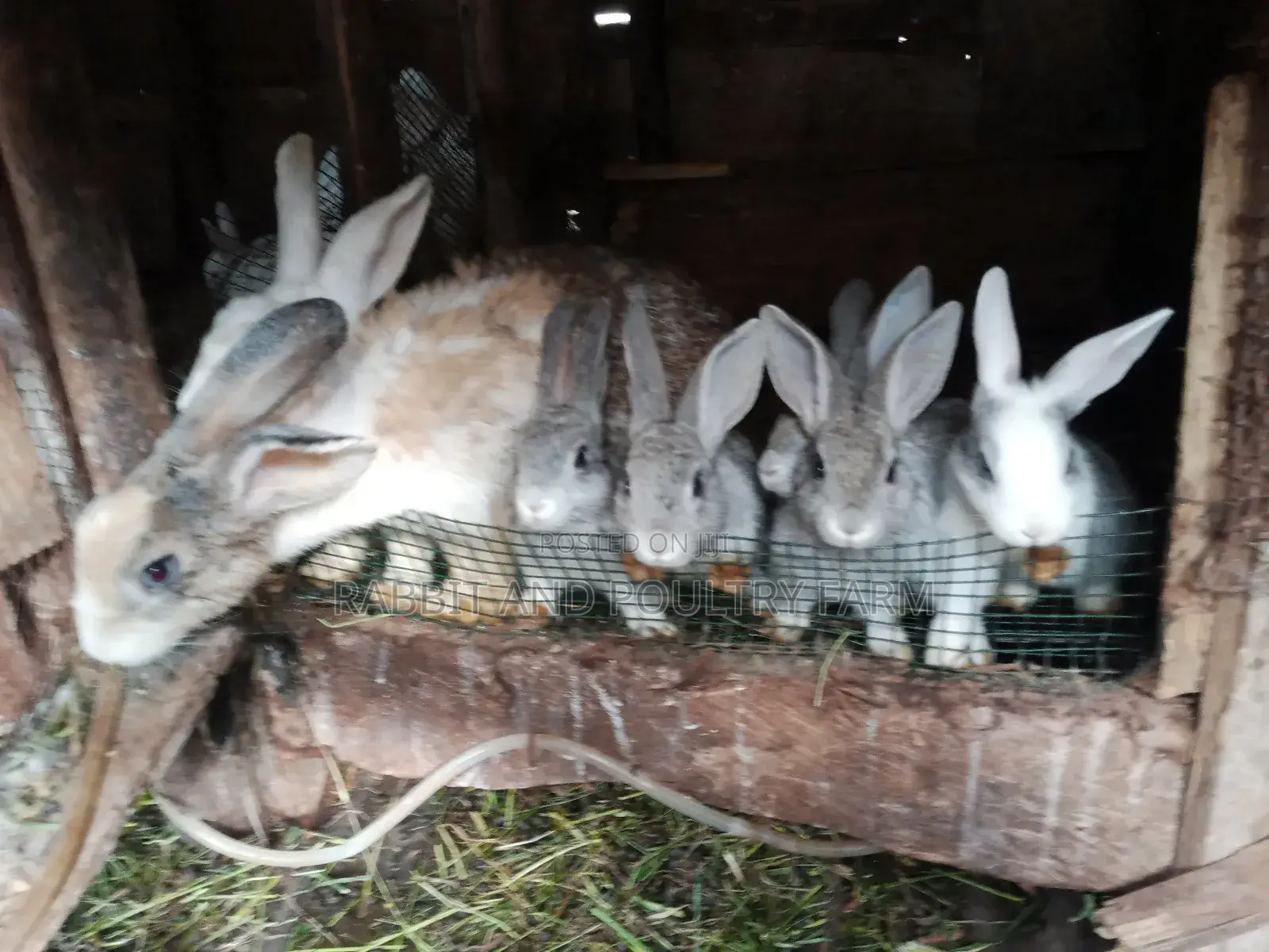 Best Quality Rabbits in Munyonyo at Affordable Prices