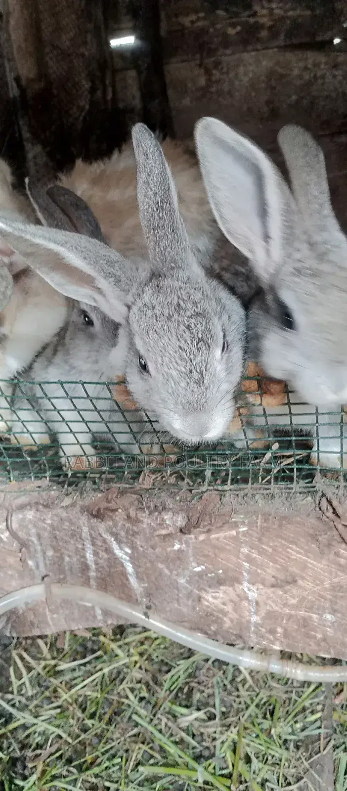 Best Quality Rabbits in Munyonyo at Affordable Prices