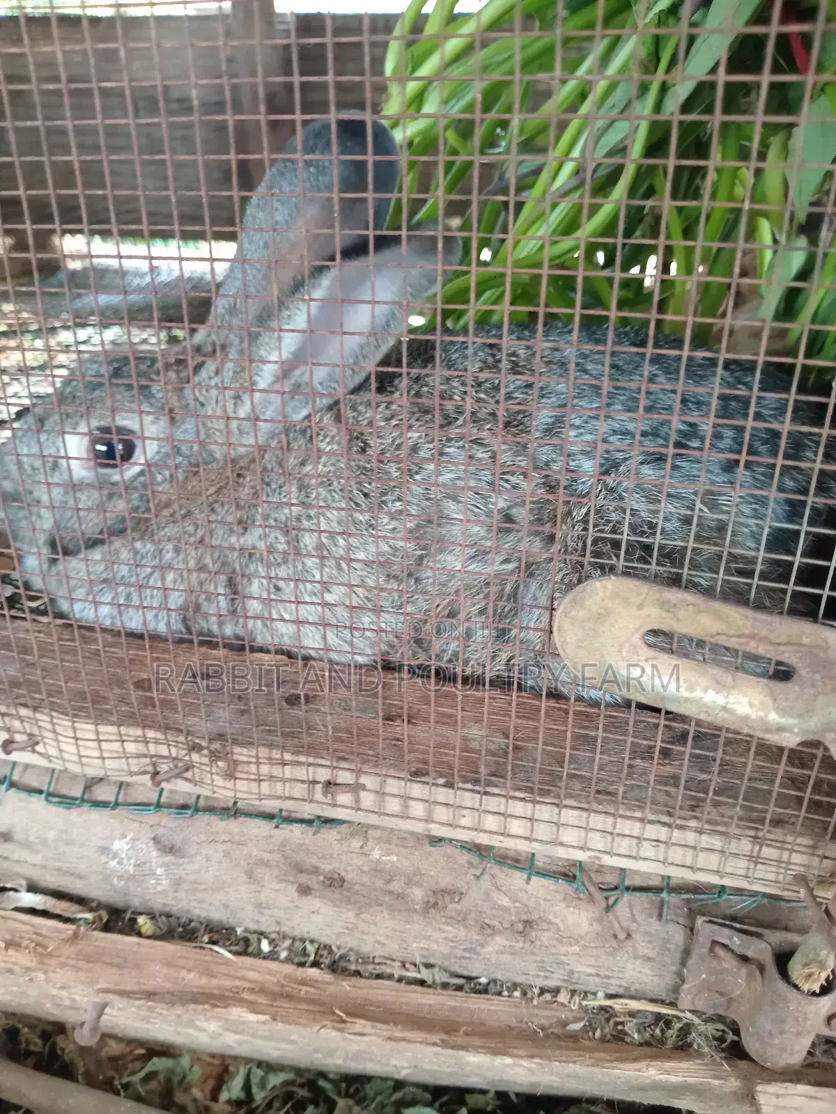 Best Quality Rabbits in Munyonyo at Affordable Prices