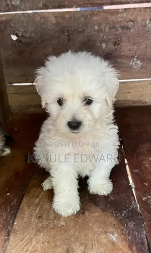 Photo - 1-3 months Male Purebred Maltese
