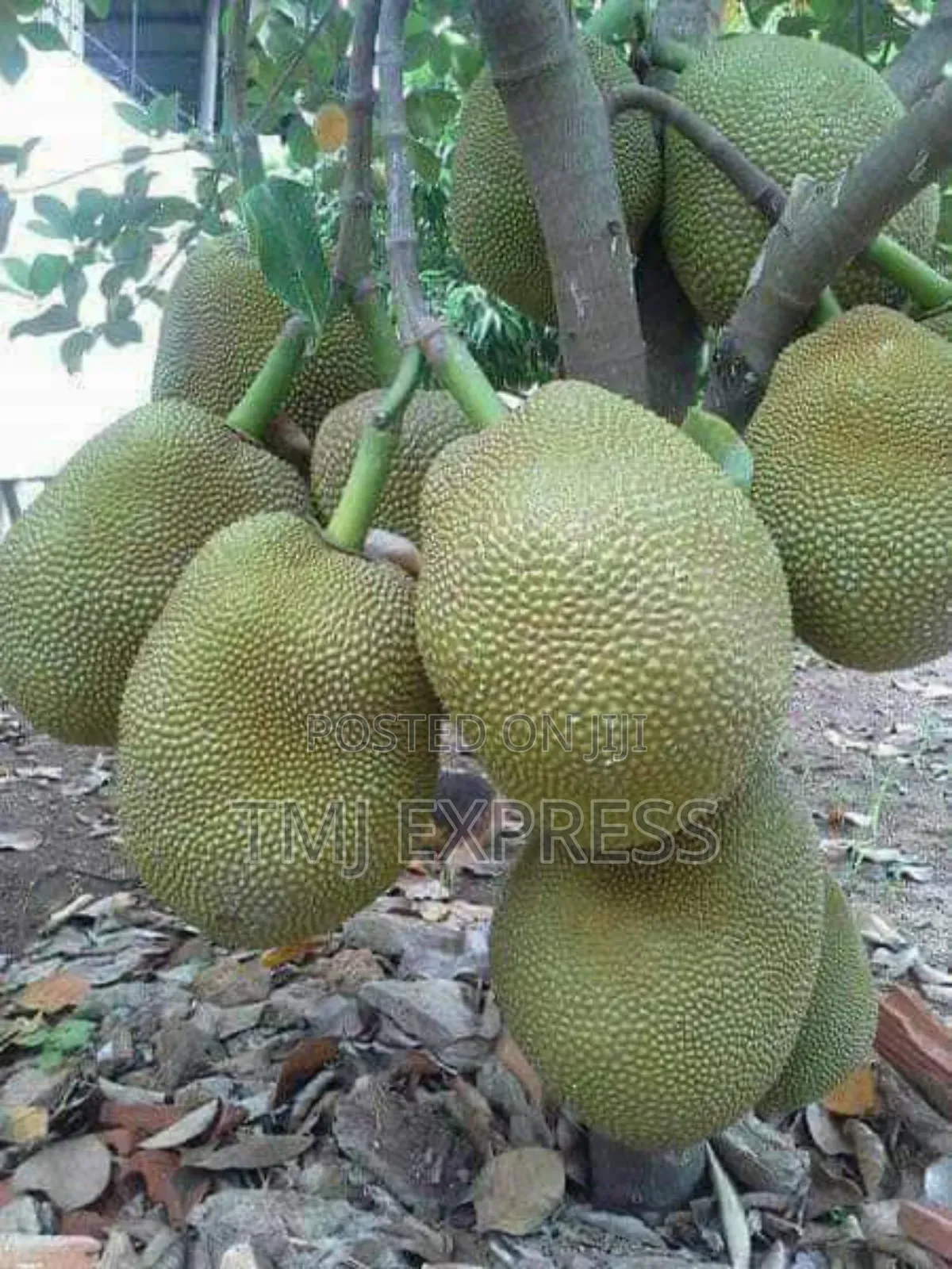 Dwarf Jackfruit Seedlings(Orange/Red Jackfruit)