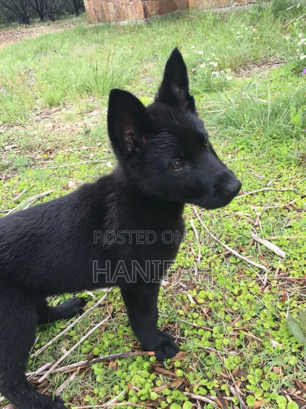 1-3 months Male Purebred German Shepherd