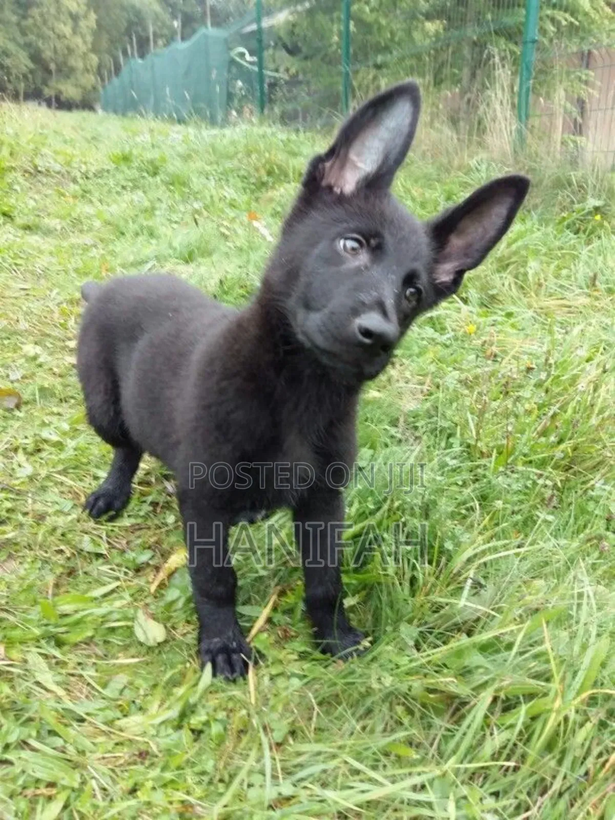 1-3 months Male Purebred German Shepherd