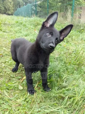1-3 months Male Purebred German Shepherd