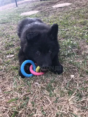 3-6 months Male Purebred German Shepherd