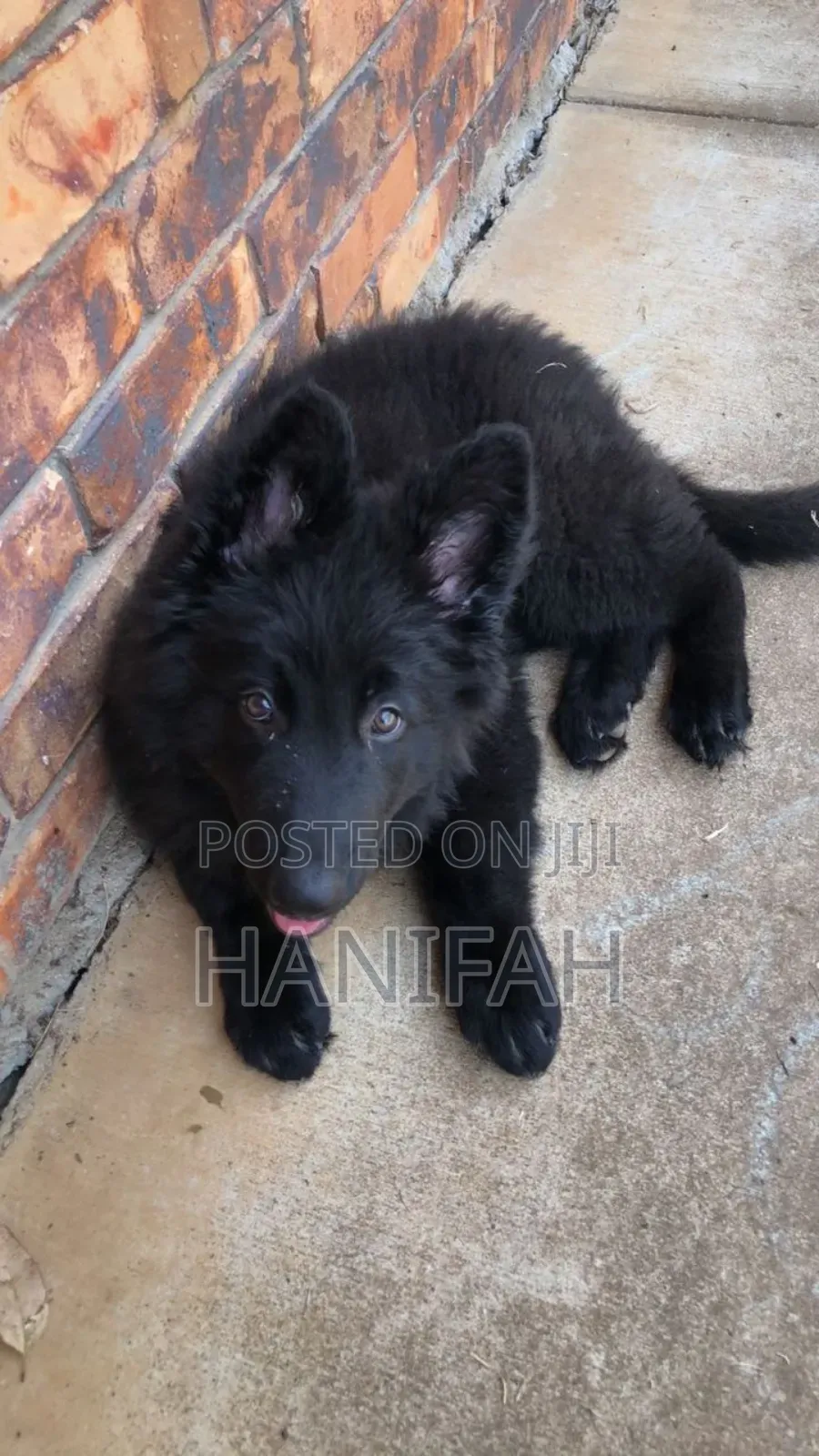 3-6 months Male Purebred German Shepherd