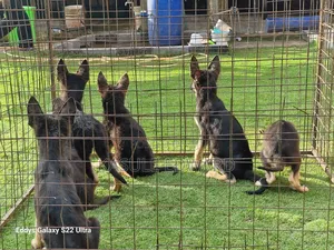 Photo - 1-3 months Female Purebred German Shepherd