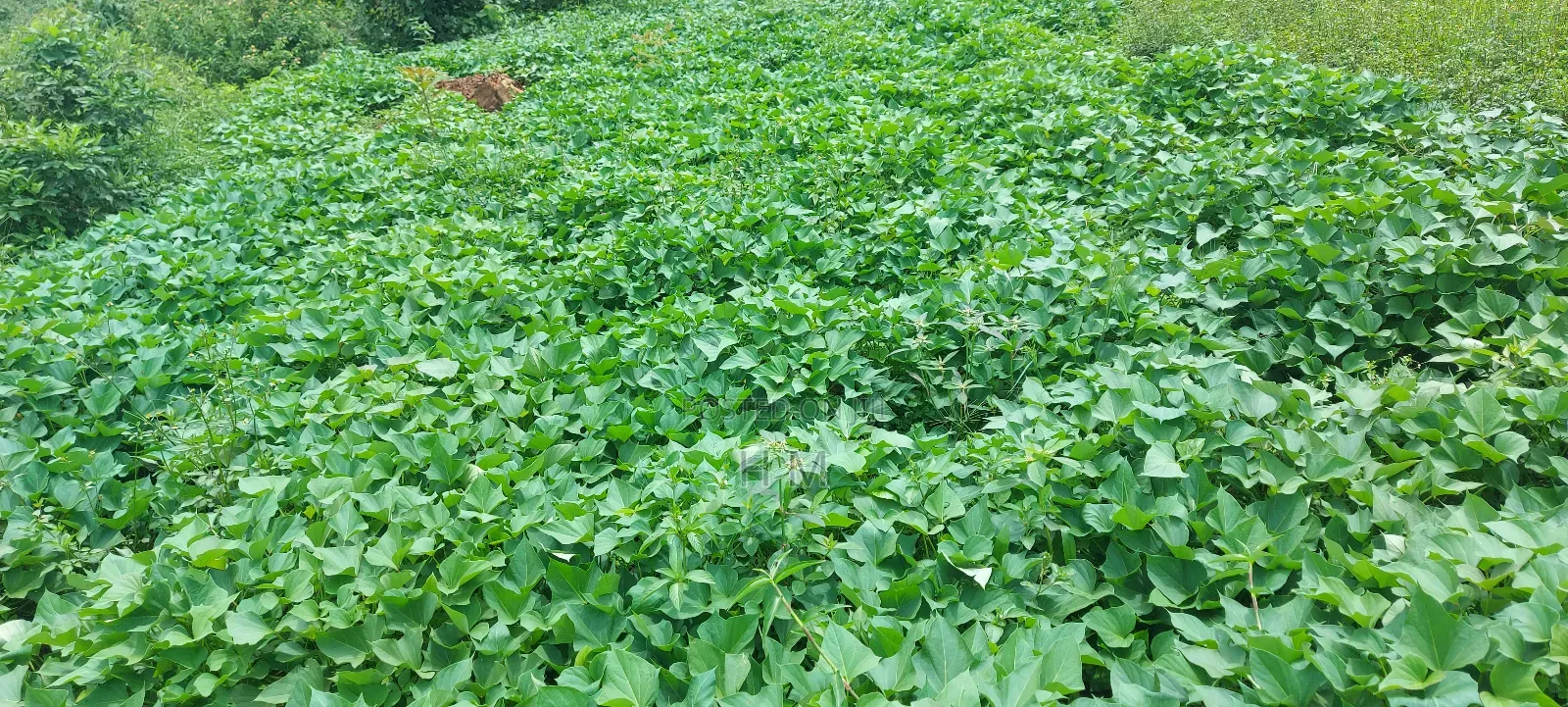 100/100 Plot in Kiwenda Town