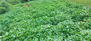 100/100 Plot in Kiwenda Town