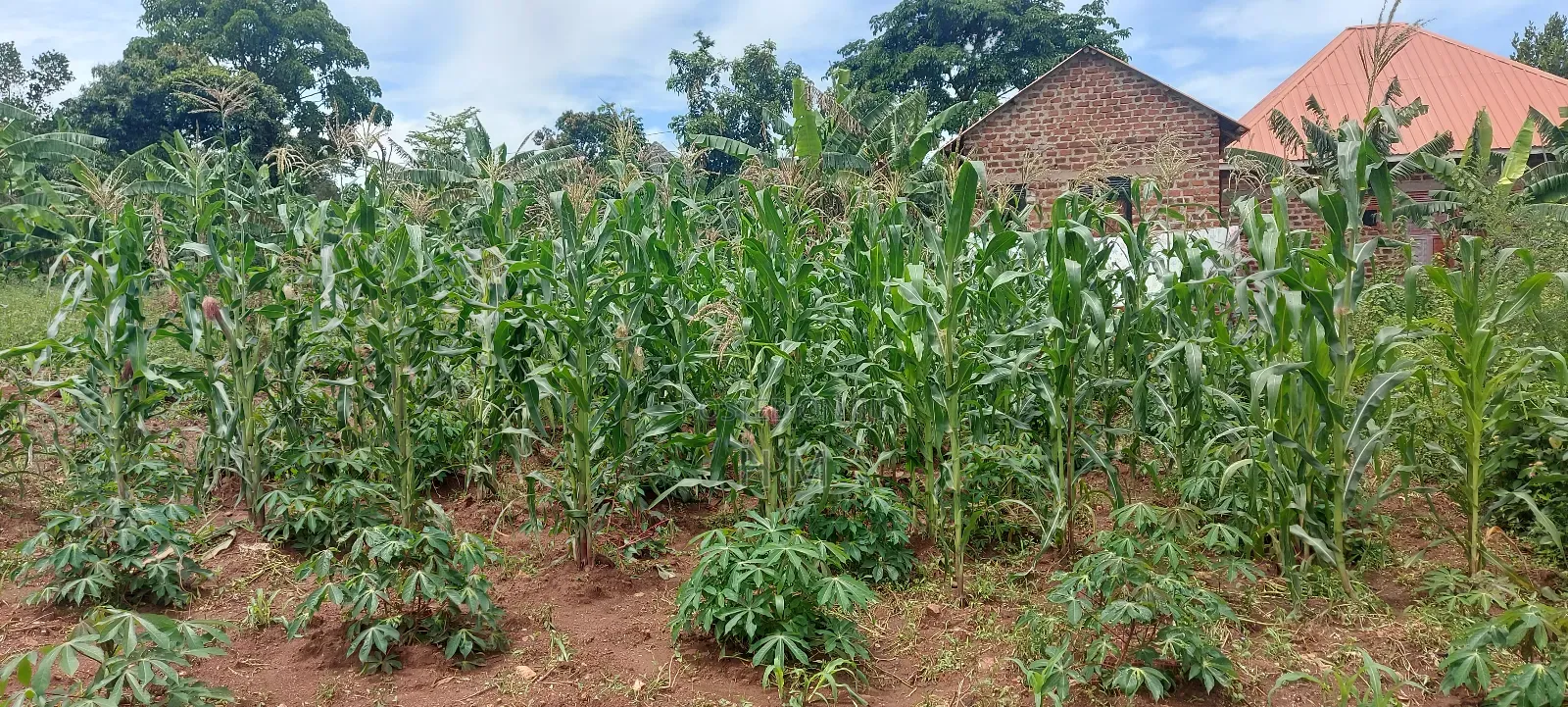 100/100 Plot in Kiwenda Town
