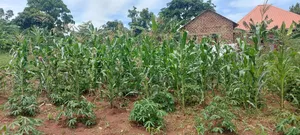 100/100 Plot in Kiwenda Town