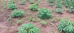 100/100 Plot in Kiwenda Town