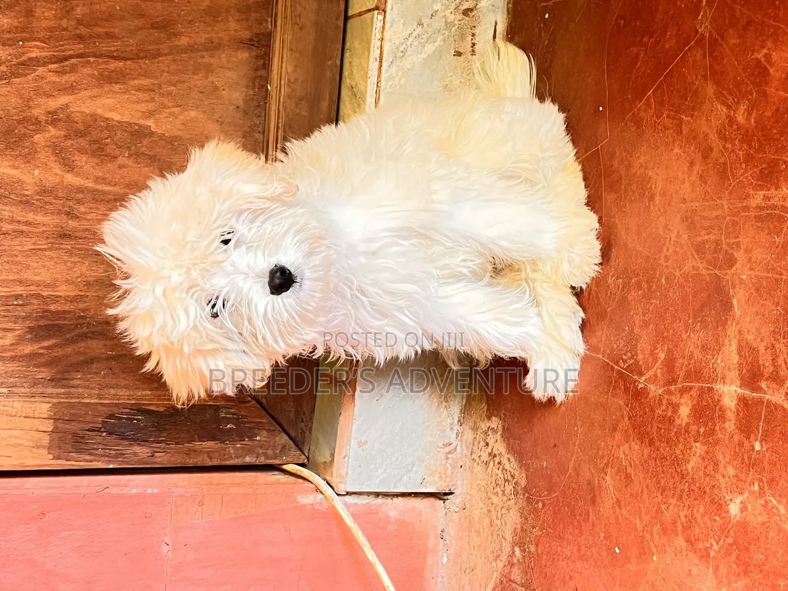 1-3 months Male Purebred Maltese