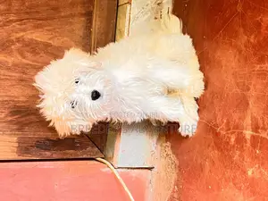 1-3 months Male Purebred Maltese
