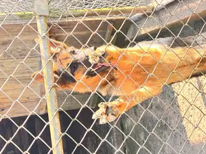 3-6 months Male Purebred German Shepherd