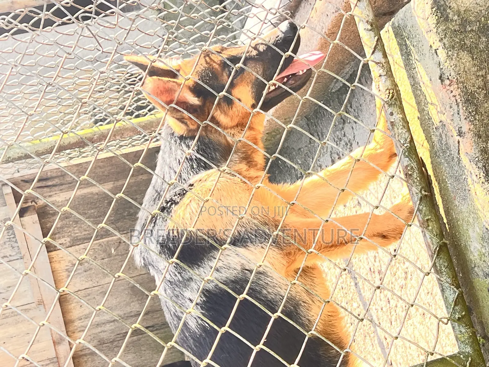 3-6 months Male Purebred German Shepherd