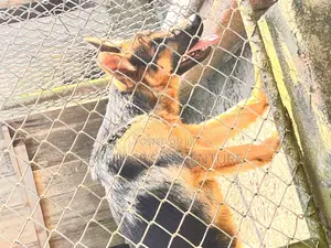 3-6 months Male Purebred German Shepherd