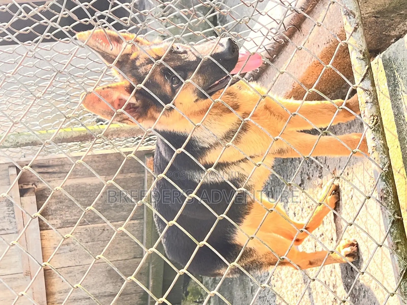 3-6 months Male Purebred German Shepherd