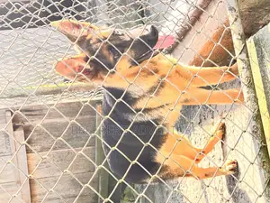 3-6 months Male Purebred German Shepherd