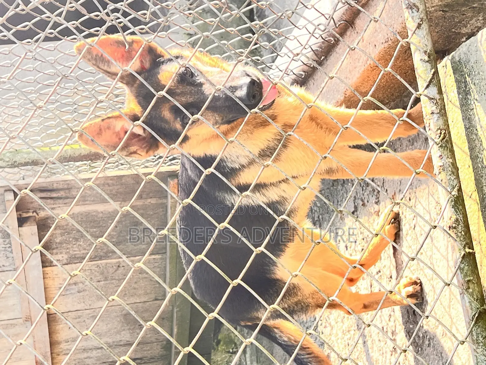 3-6 months Male Purebred German Shepherd