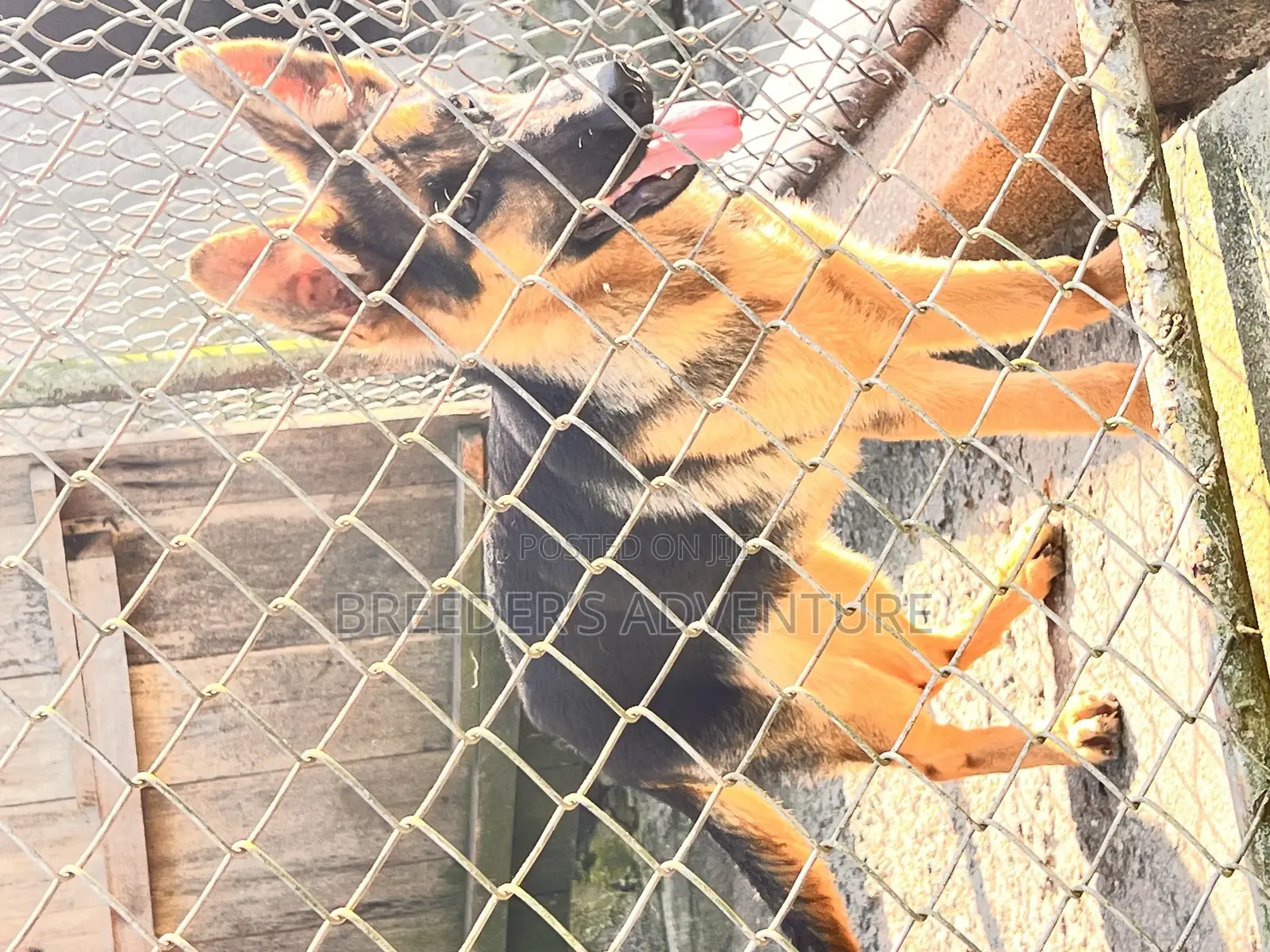 3-6 months Male Purebred German Shepherd
