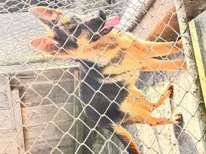 3-6 months Male Purebred German Shepherd