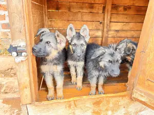 1-3 months Male Purebred German Shepherd