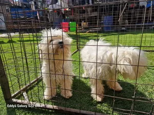 Photo - 1-3 months Male Purebred Maltese