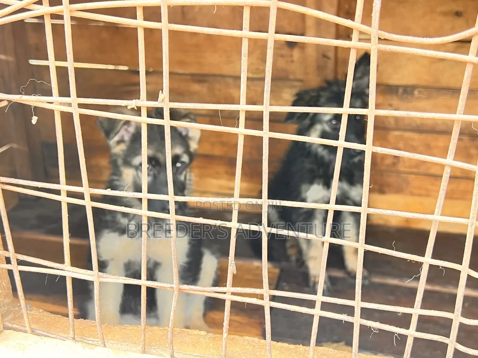 1-3 months Male Purebred German Shepherd