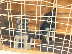1-3 months Male Purebred German Shepherd