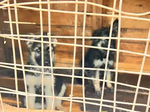 1-3 months Male Purebred German Shepherd