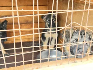 1-3 months Male Purebred German Shepherd