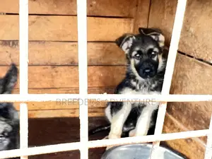 1-3 months Male Purebred German Shepherd