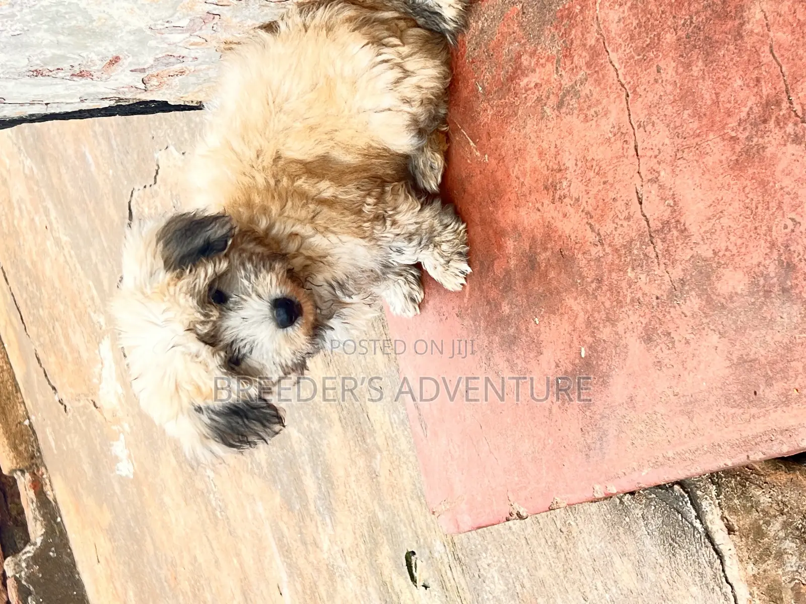 1-3 months Male Purebred Maltese
