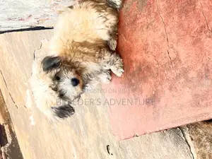1-3 months Male Purebred Maltese