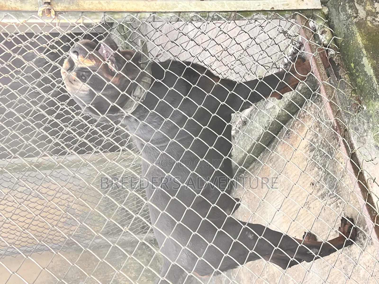 6-12 months Male Purebred Rottweiler