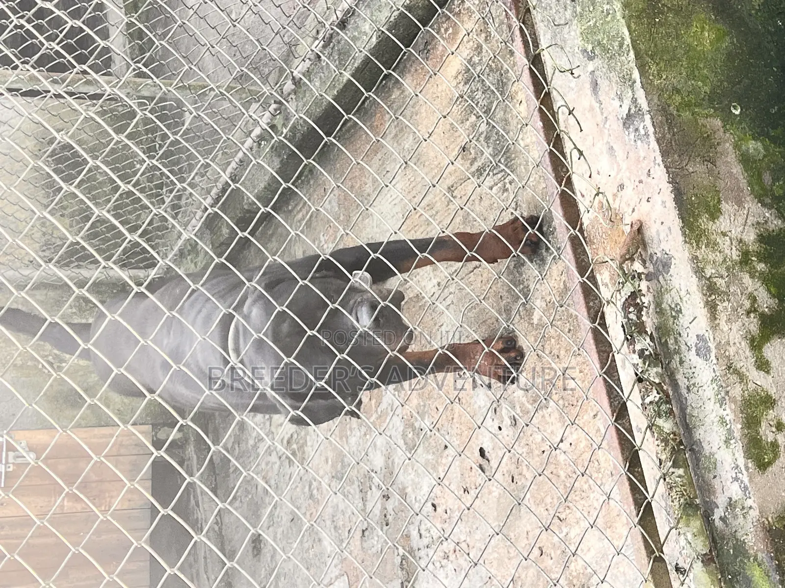6-12 months Male Purebred Rottweiler