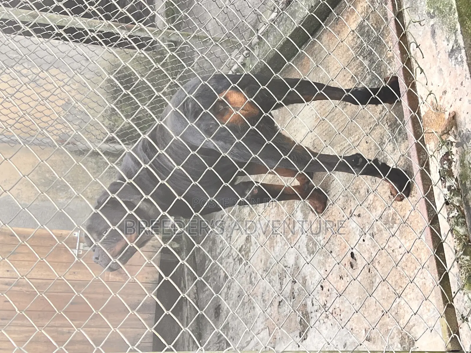 6-12 months Male Purebred Rottweiler