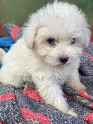 Photo - 1-3 months Male Purebred Maltese
