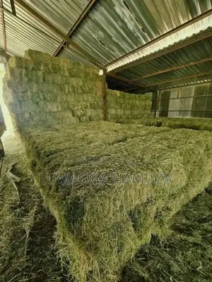 Animal Hay Supplier