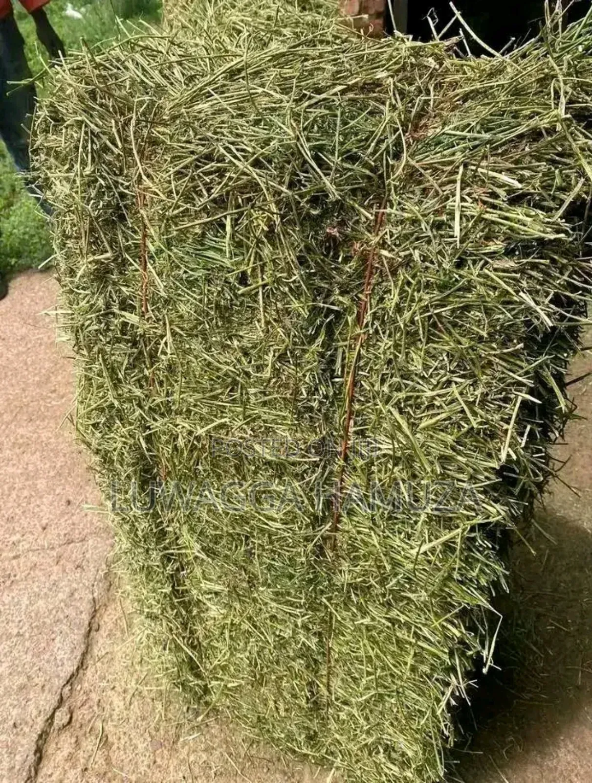 Animal Hay Supplier