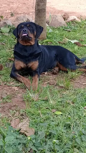 Photo - 1+ year Female Purebred Rottweiler